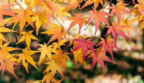 楓樹種類|日本人這樣賞楓！日本紅葉的獨特魅力與日本人特有的。